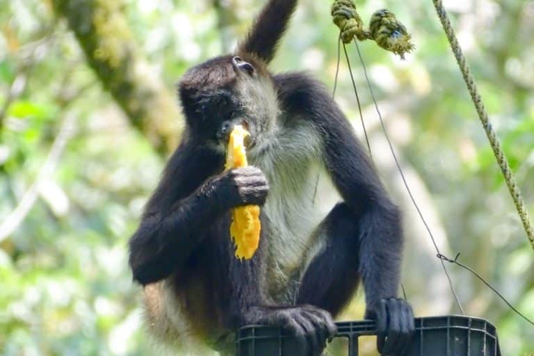 Simona, one of the monkeys in rehabilitation, enjoying a mango. Photo credit: CMRP.