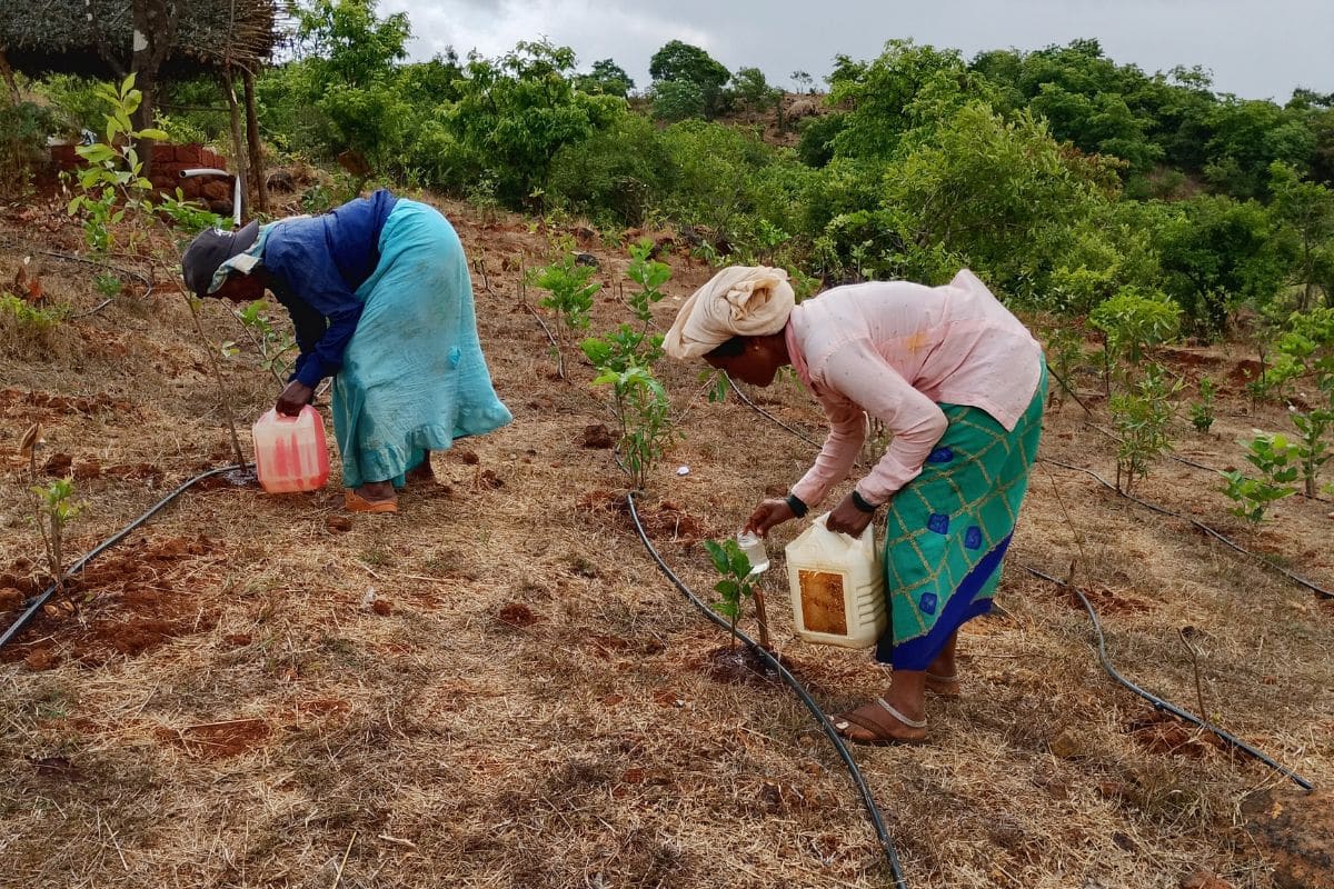 Application of organic fertilizers to plants. Credit: WRCS<br />
