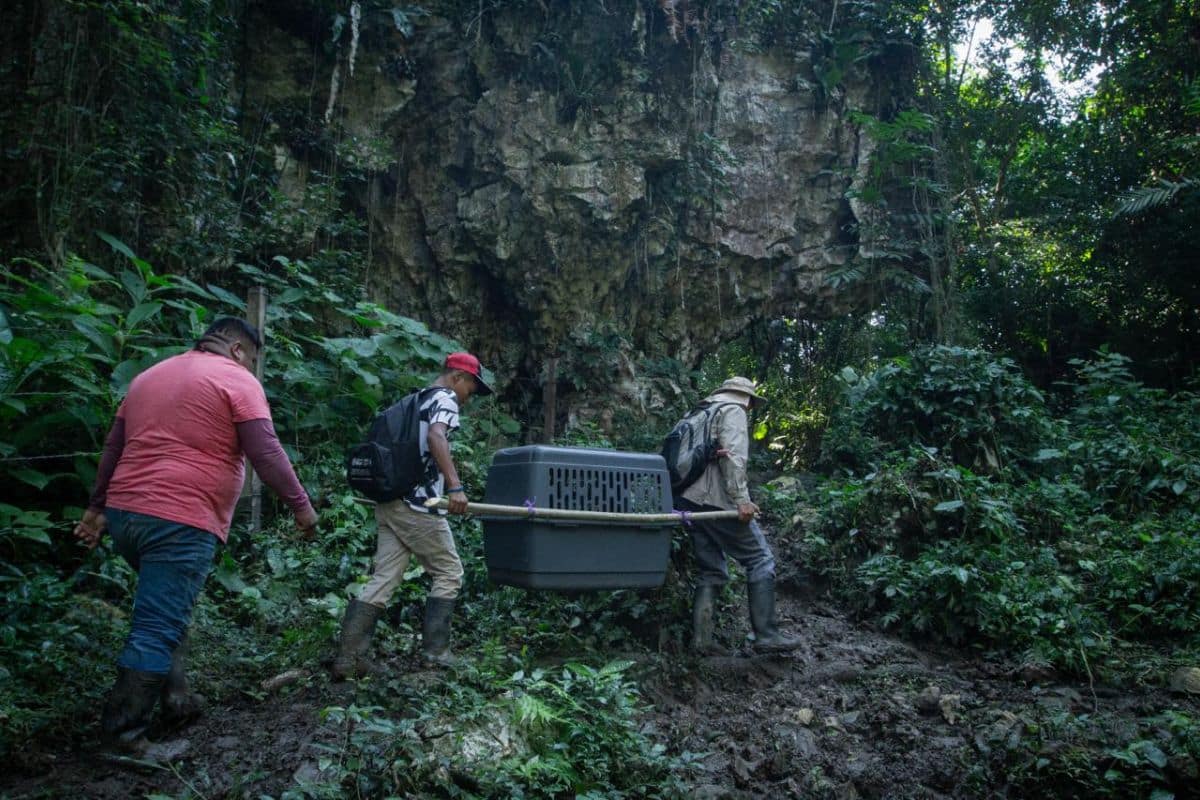 Community members transporting a spider monkey to its new home: an on-site rehabilitation enclosure in the middle of the forest of Nuevo Malzaga, Oaxaca. Photo credit: CMRP.<br />
