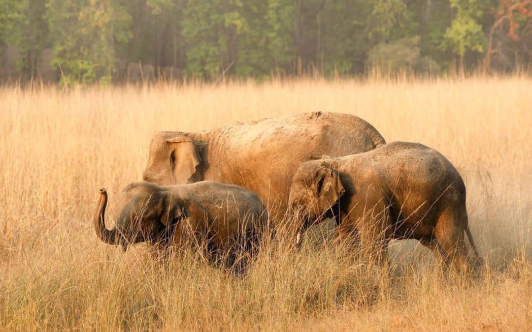 Wildlife Research and Conservation Society: Science and Coexistence Across Western and Central India