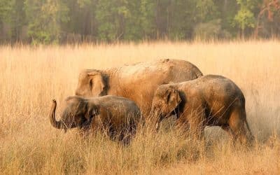 Wildlife Research and Conservation Society: Science and Coexistence Across Western and Central India