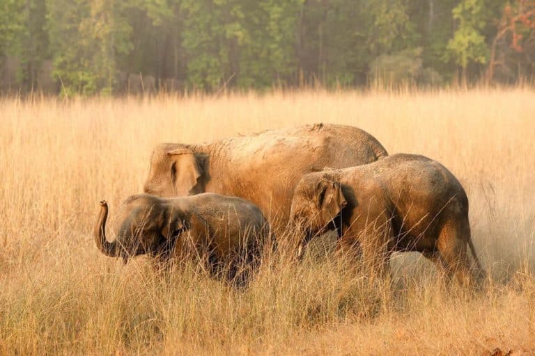 Asian Elephants. Credit: WRCS