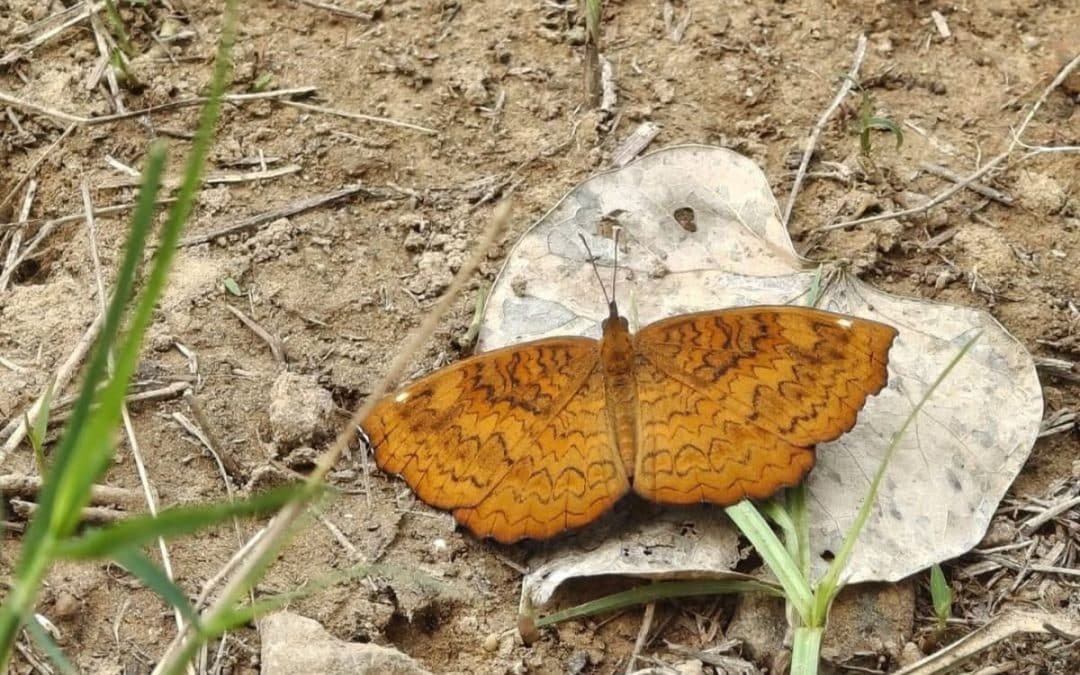 The Rewilders: Restoring the Ancient Pulse of the Aravallis