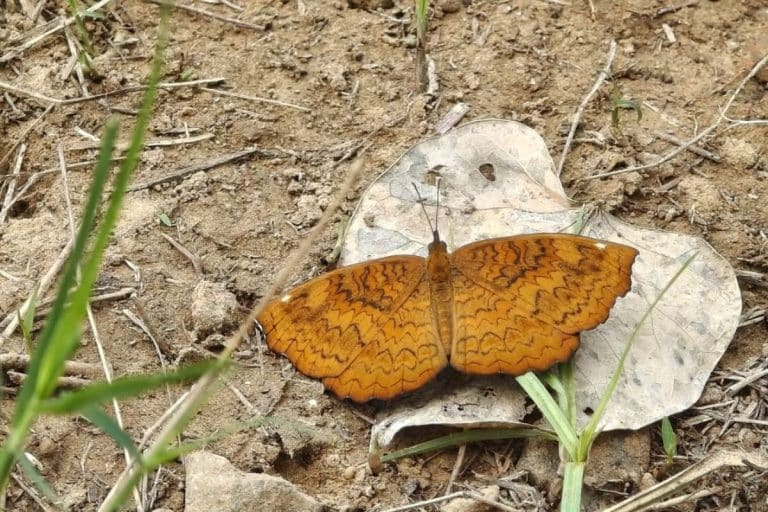 Common Castor (Ariadne merione) Butterly. Credits: The Rewilders