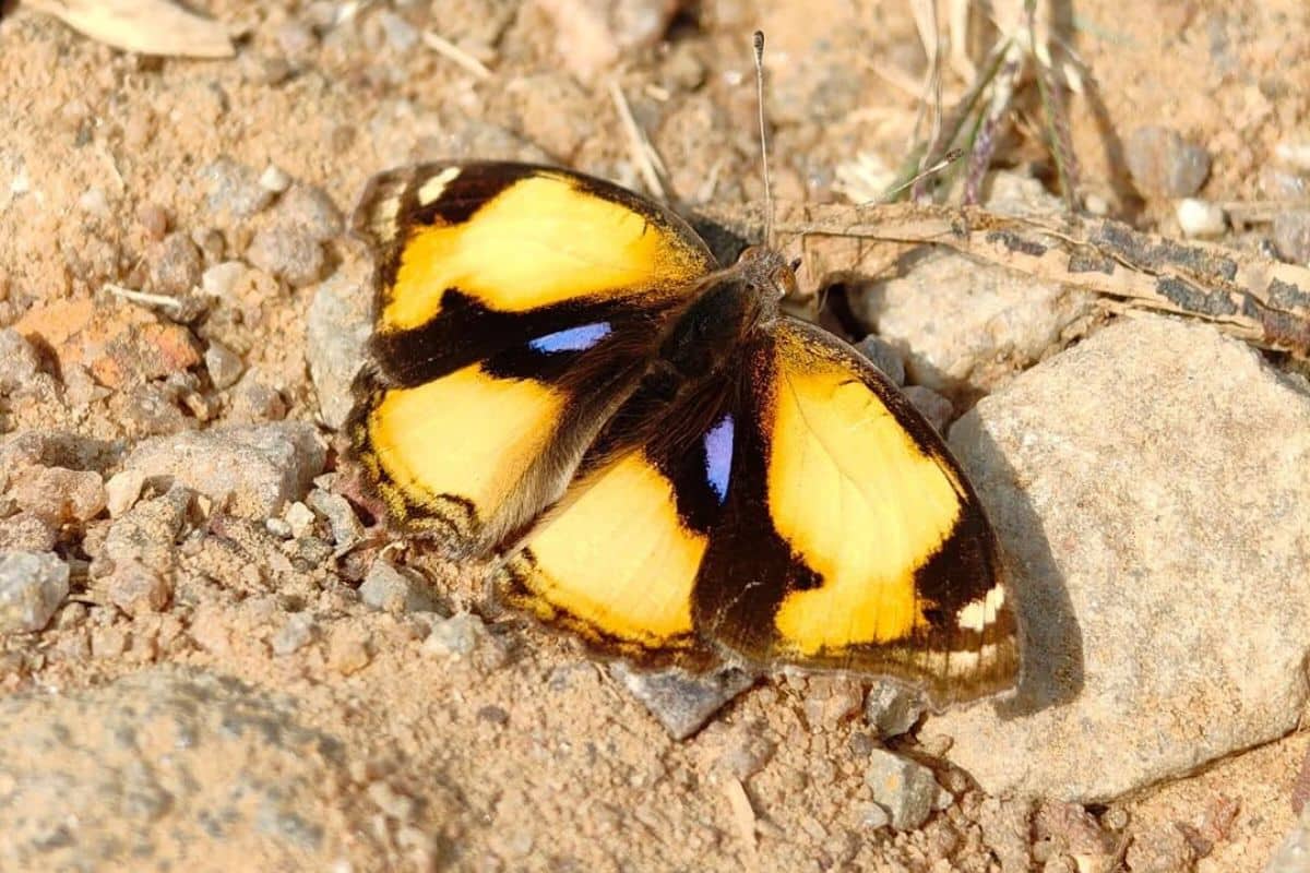 Oriental Yellow Pansy (Junonia hierta ssp. hierta) Butterfly. Credits: The Rewilders
