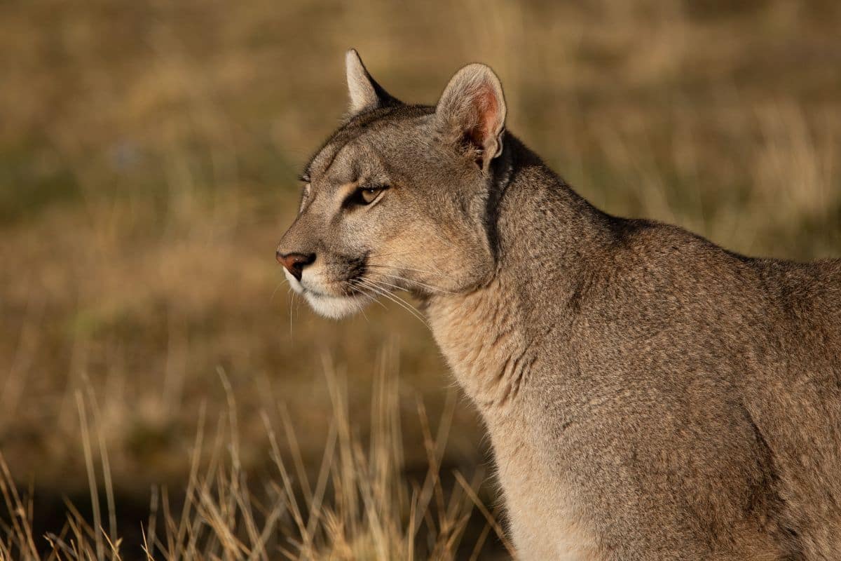 Puma. Credit: Franco Bucci