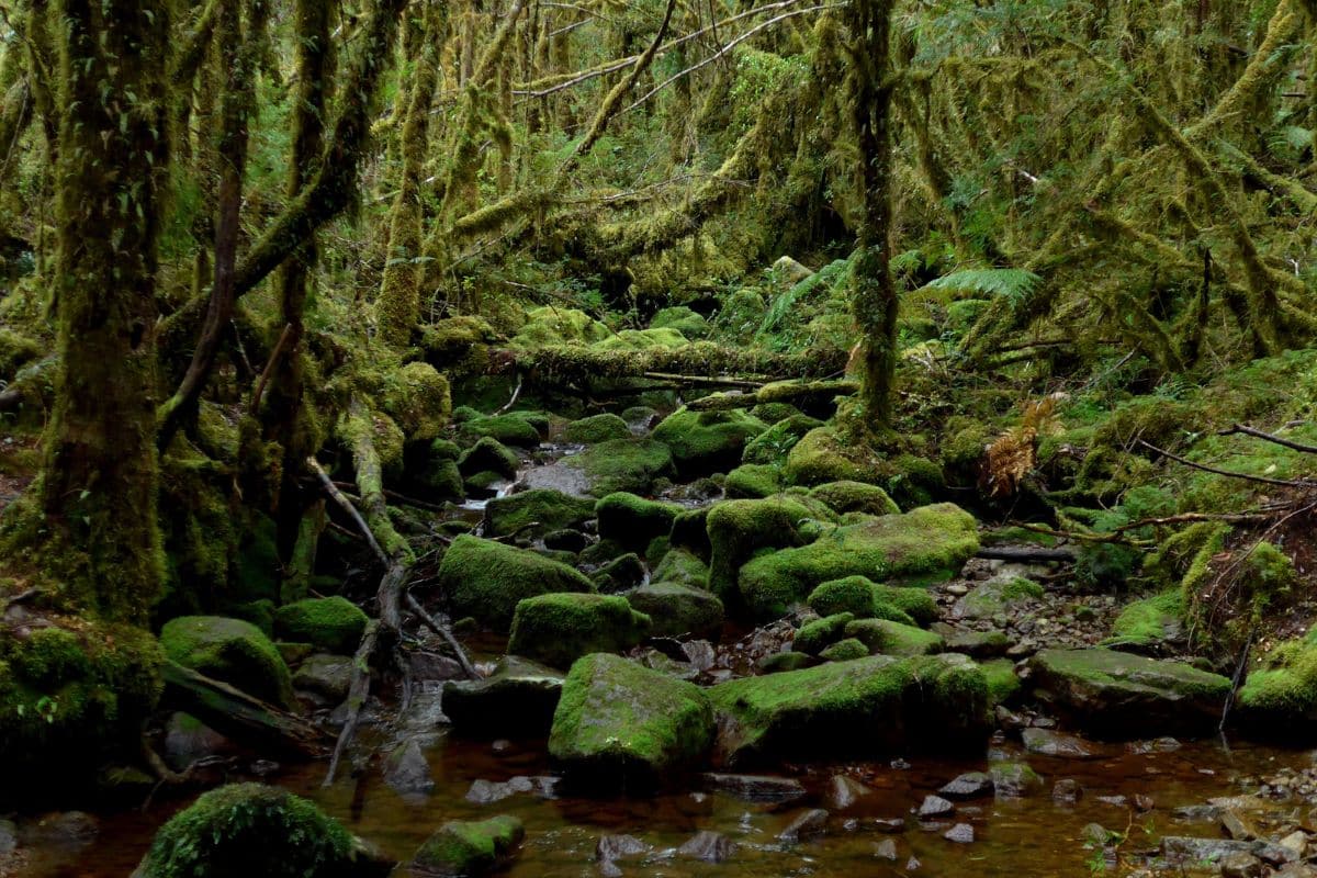 Small Stream Flowing through a Mossy Green Overgrown Forest in the Cochamo Valley in Southern Chile. Credit: Freyja Foundation
