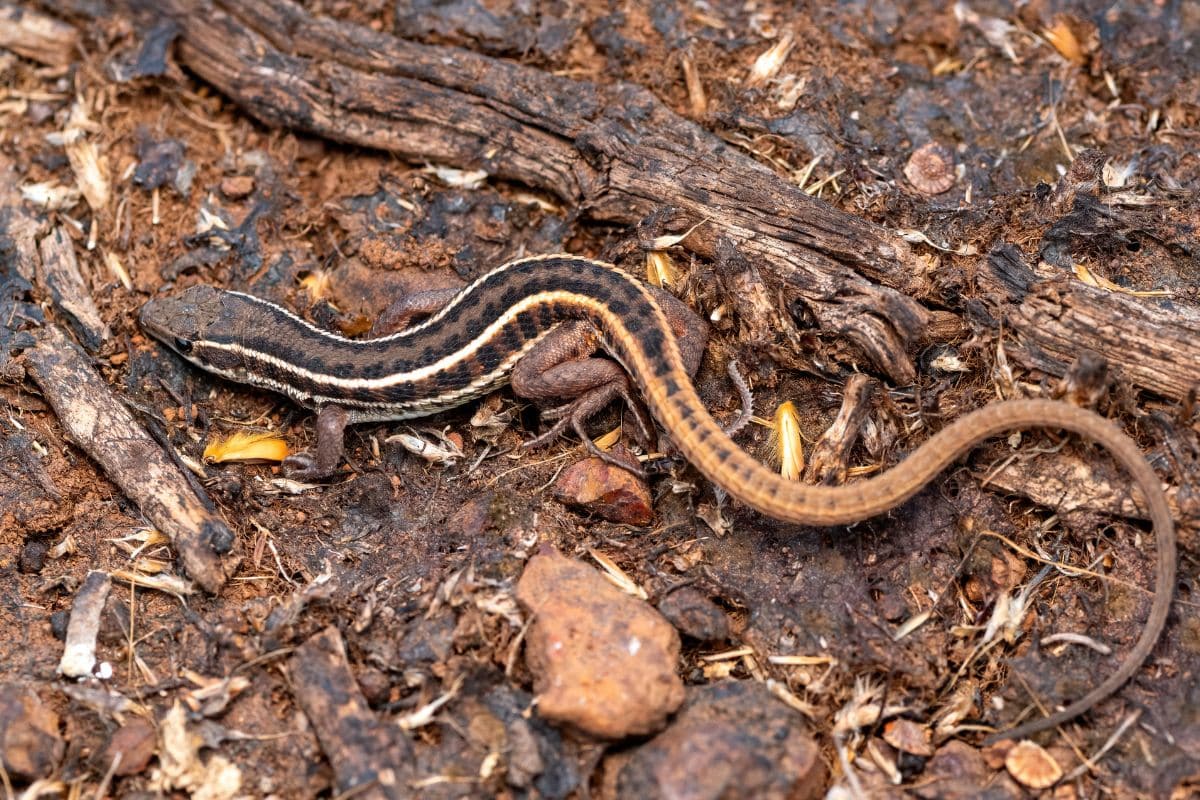 Snake. Credit: Sahyadri Sankalp Society 