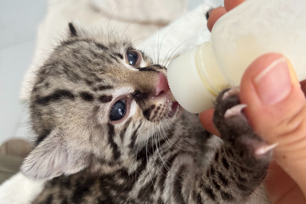 Ocelot cub being bottlefed. Photo Credit: Selva Teenek