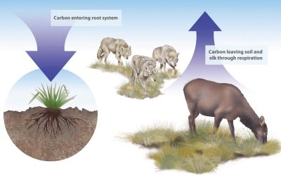 Effects of gray wolf-induced trophic cascades on ecosystem carbon cycling