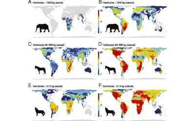 Science for a wilder Anthropocene: Synthesis and future directions for trophic rewilding research