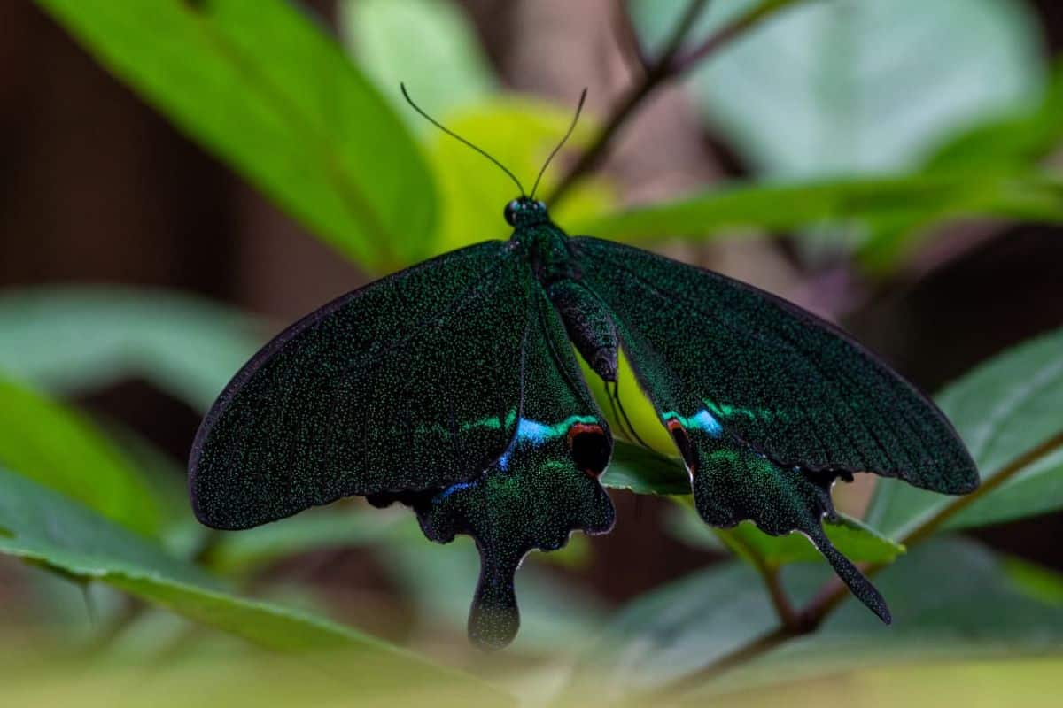 The region is rich in Butterfly diversity. Credit: Sahyadri Sankalp Society