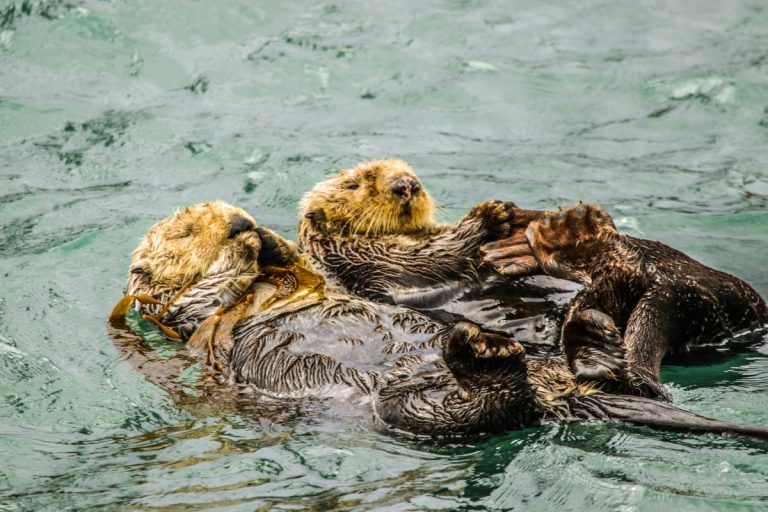 Sea otter credit: Ted Fletcher from Getty Images
