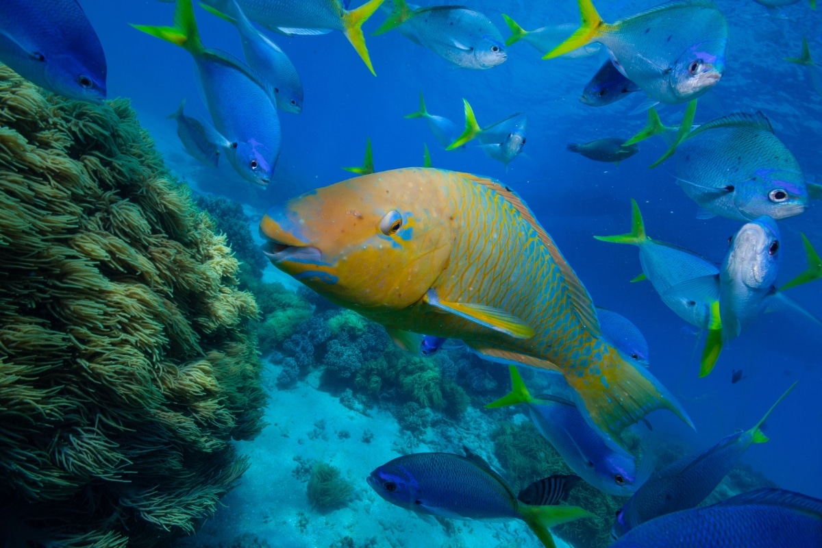 "Parrotfish