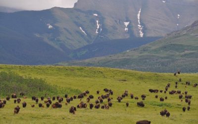 Olson Bison Rewilding Project: Why the Olson Family’s Work Matters for Rewilding