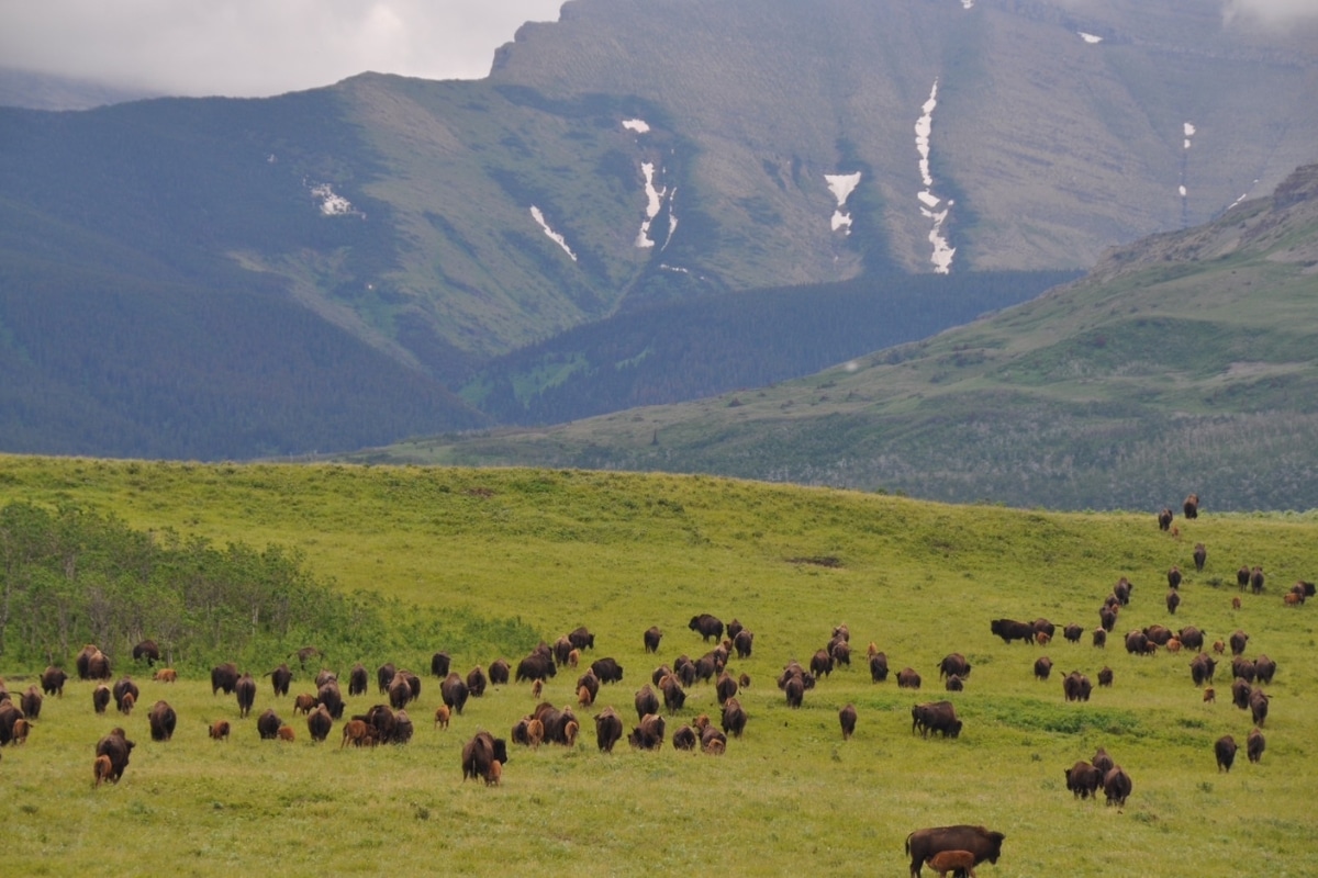 Olson Bison Rewilding Project: Why the Olson Family’s Work Matters for Rewilding