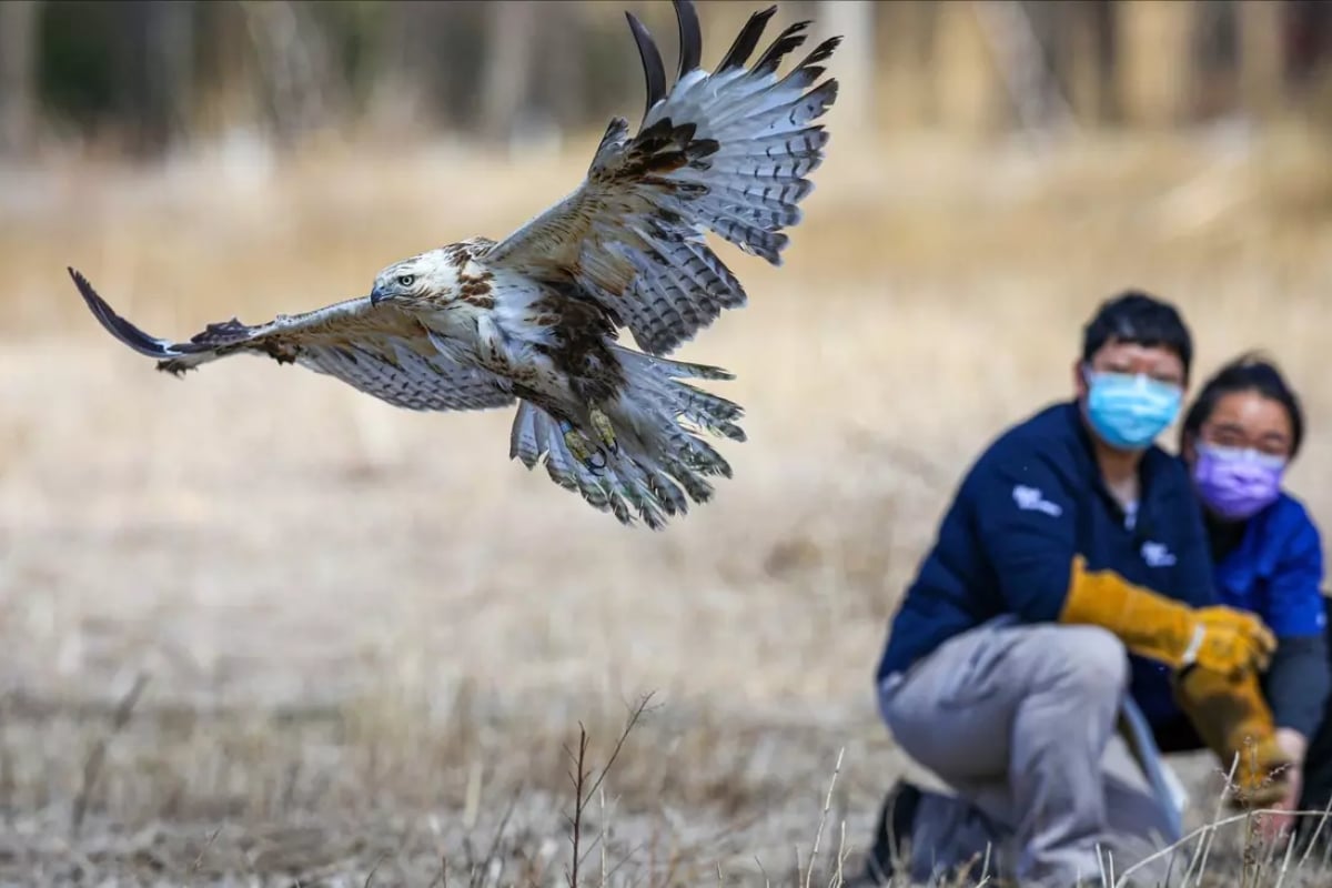 Bird release Photo credit: Mengshuang Zhou / © IFAW.