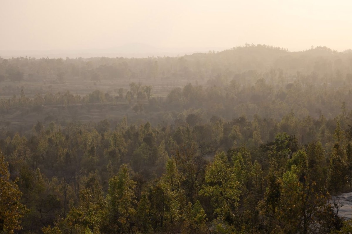 Forest in India Nature People Network