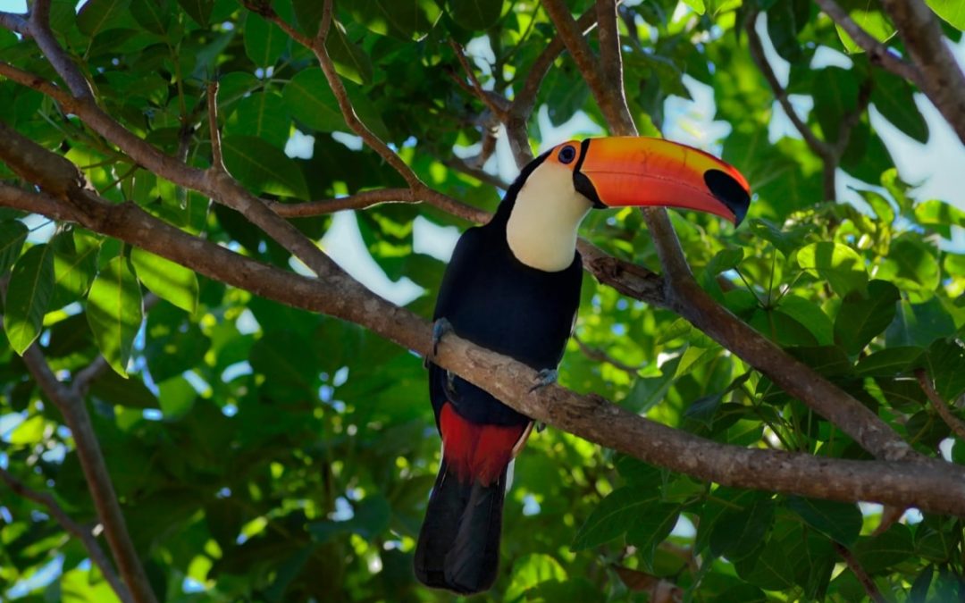 Wildlife Protection and Rewilding are Climate Solutions – preparing for the Climate COP30