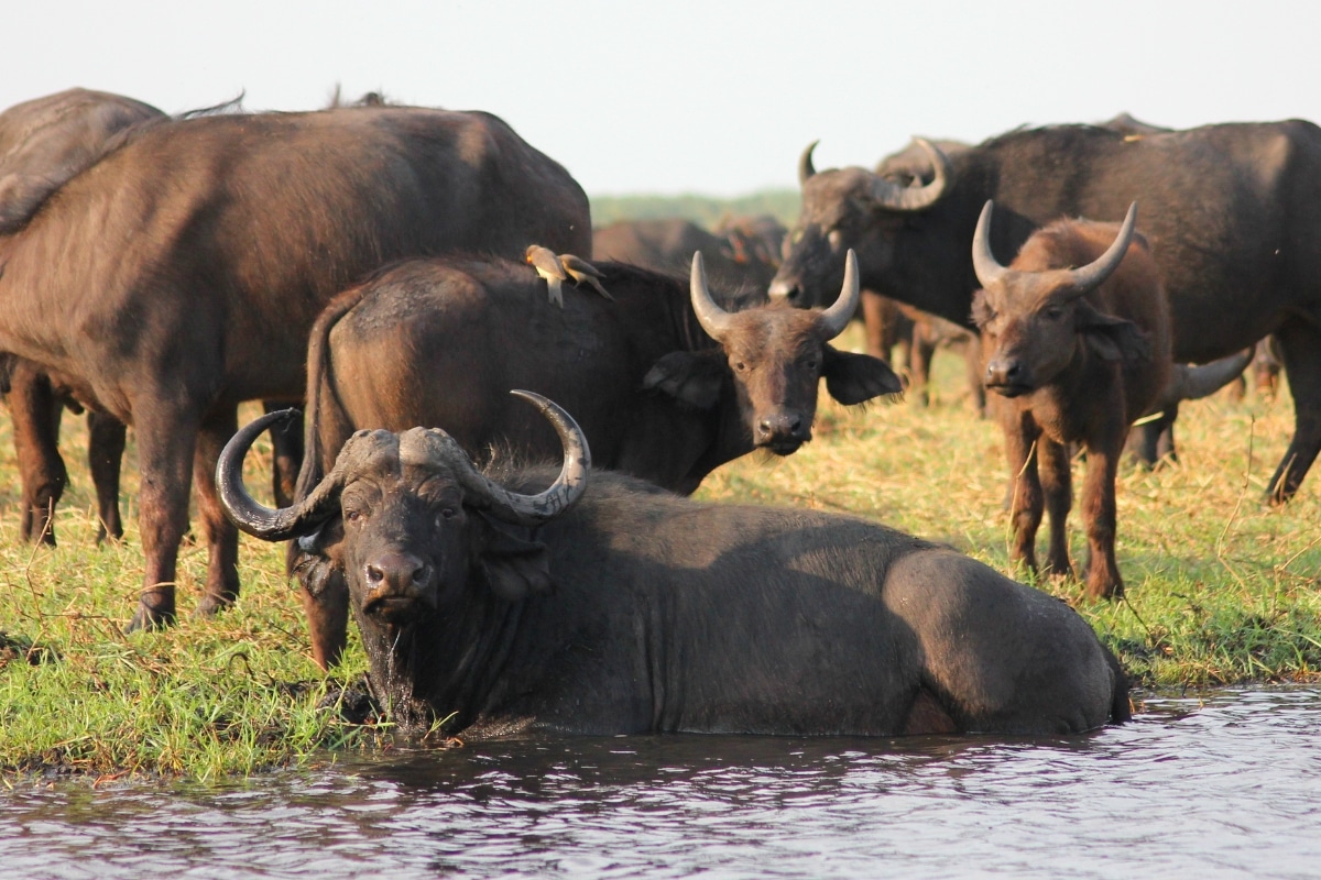 Water buffalo Roger Brown from Pexels