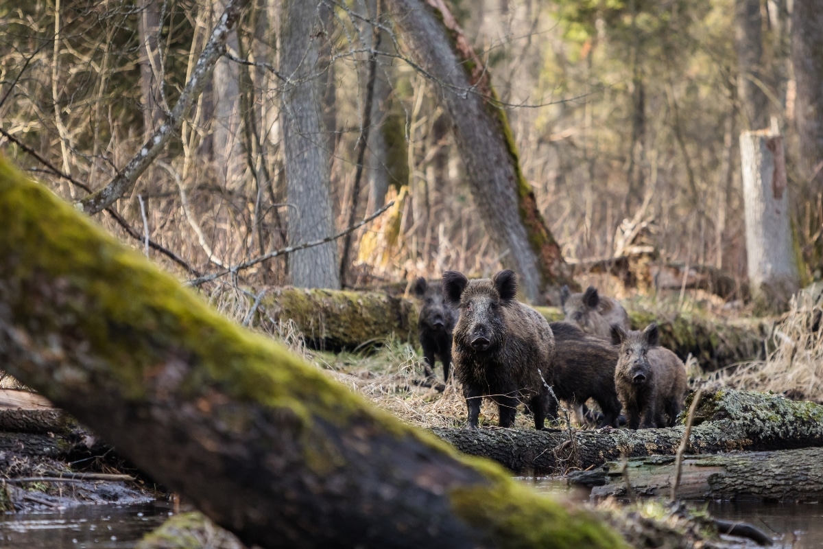 Wild Boar forest DamianKuzdak from Getty Images Signature