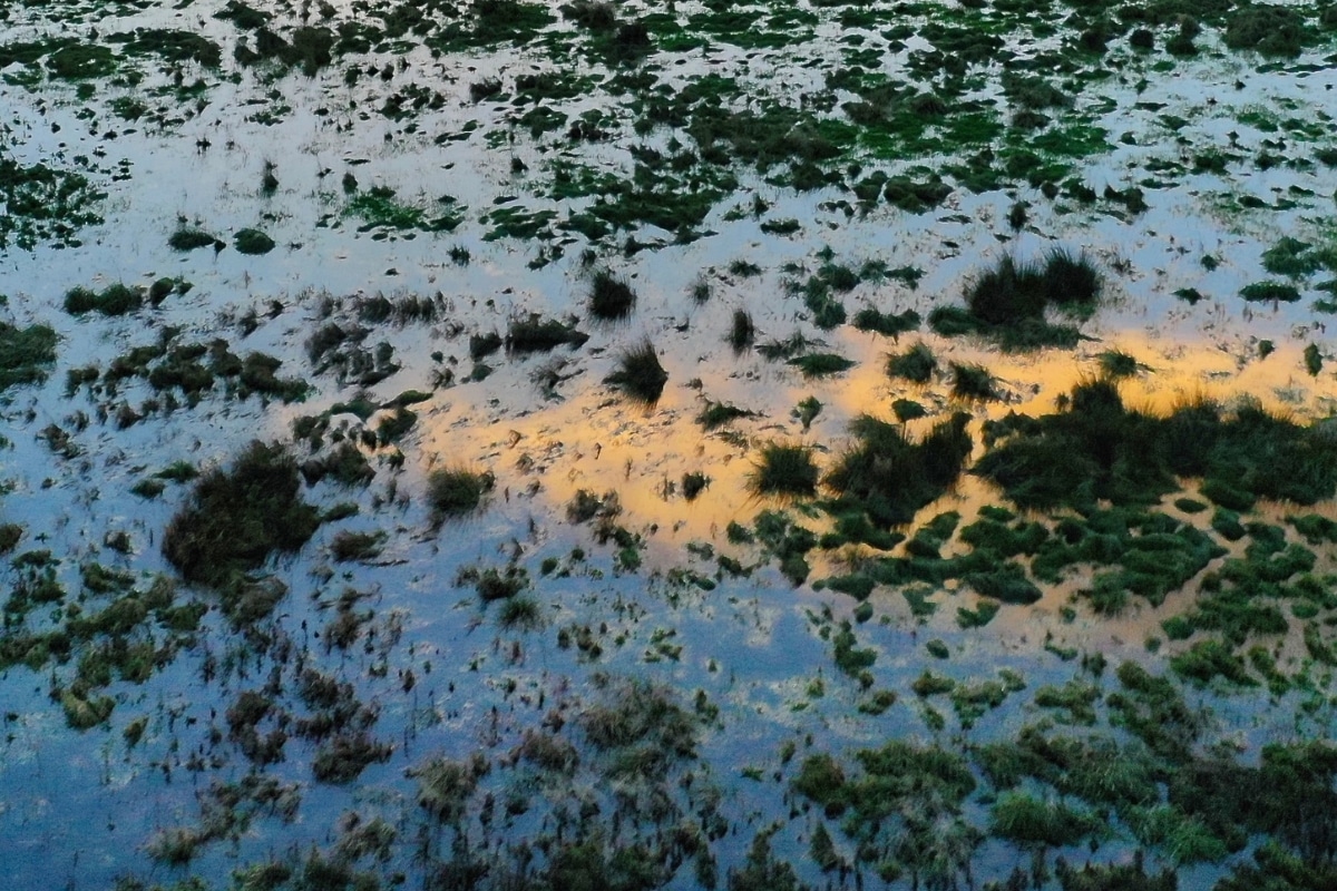 Wetlands credit Somerset Wildlands