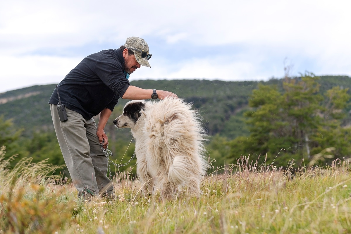Livestock dogs, credit Fundacion Cerro Guido Conservacion
