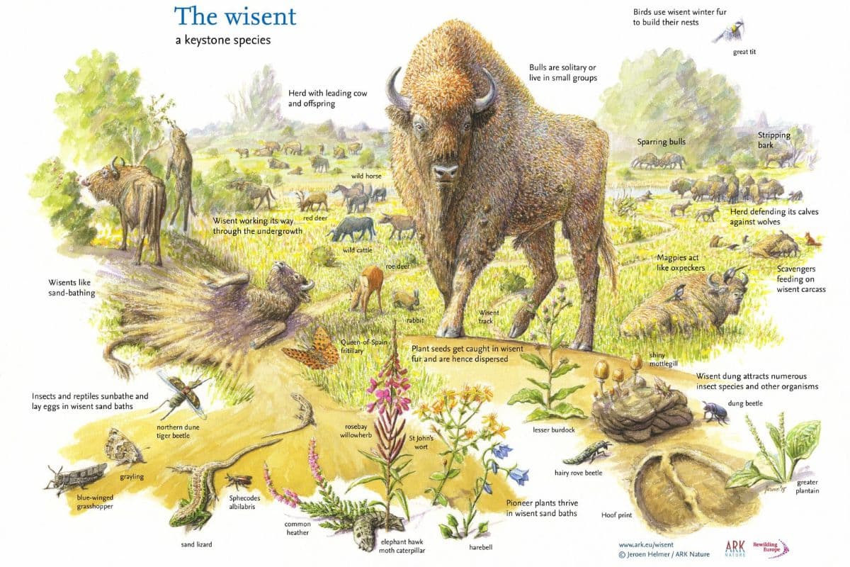Illustration of "The Wisent" (European Bison). Credits: Jeroen Helmer