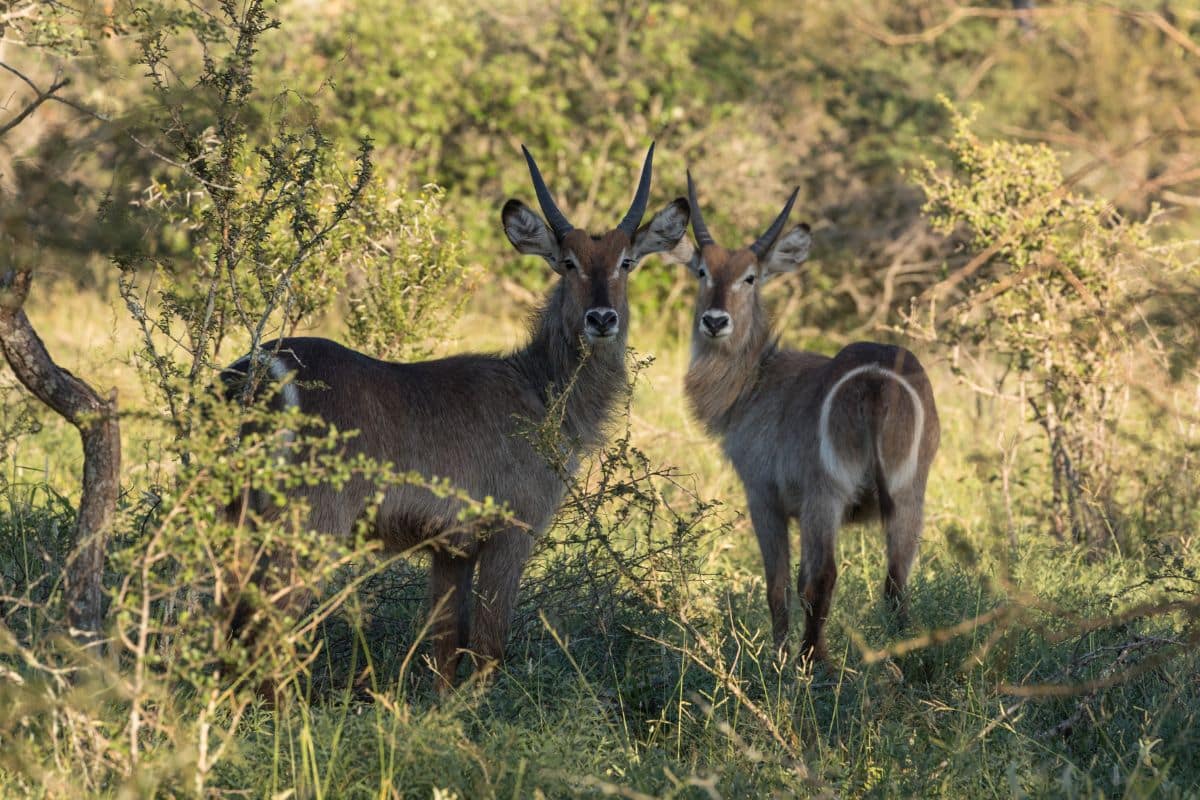 Waterbuck. Credits: David O'Brien from Getty Images