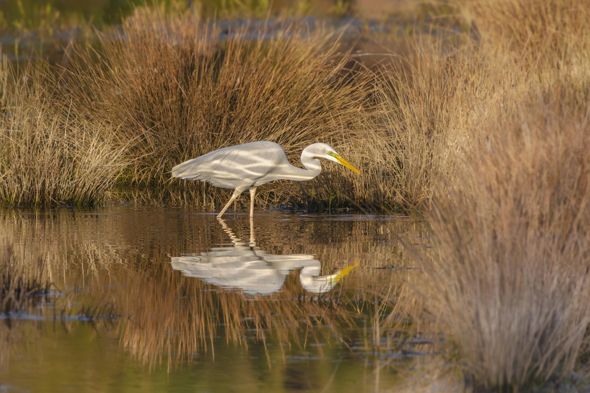 Egret standing in the water. Credit: Mark A Jenkins from Pexels.