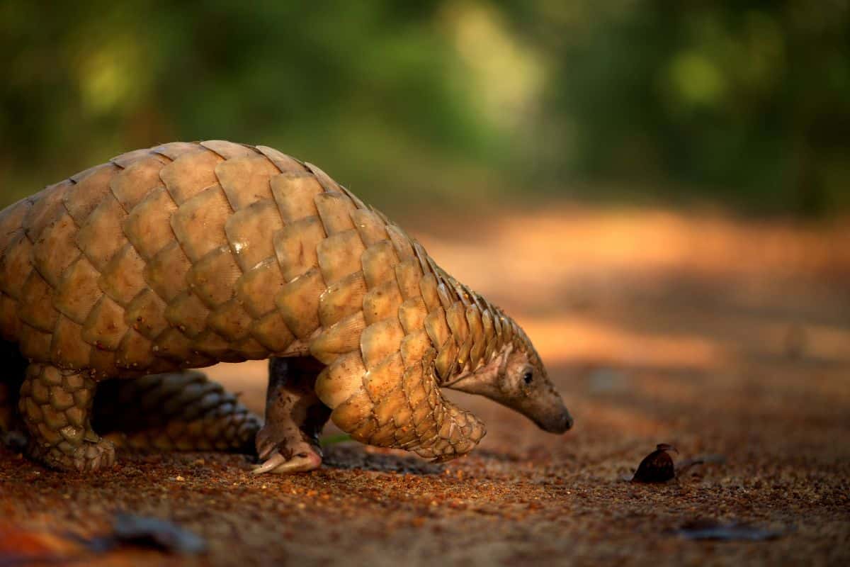 Pangolin. Credit: WNPS PLANTS