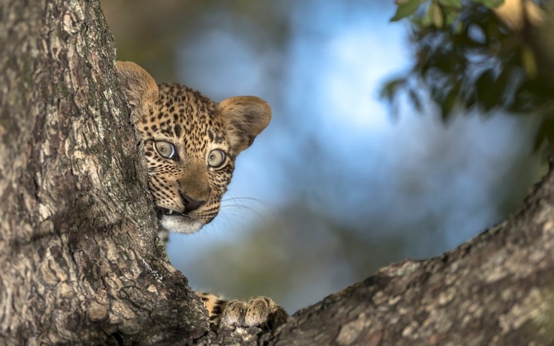 cub Photo credit: As published in REWILDING SA - photo by Clint Ralph