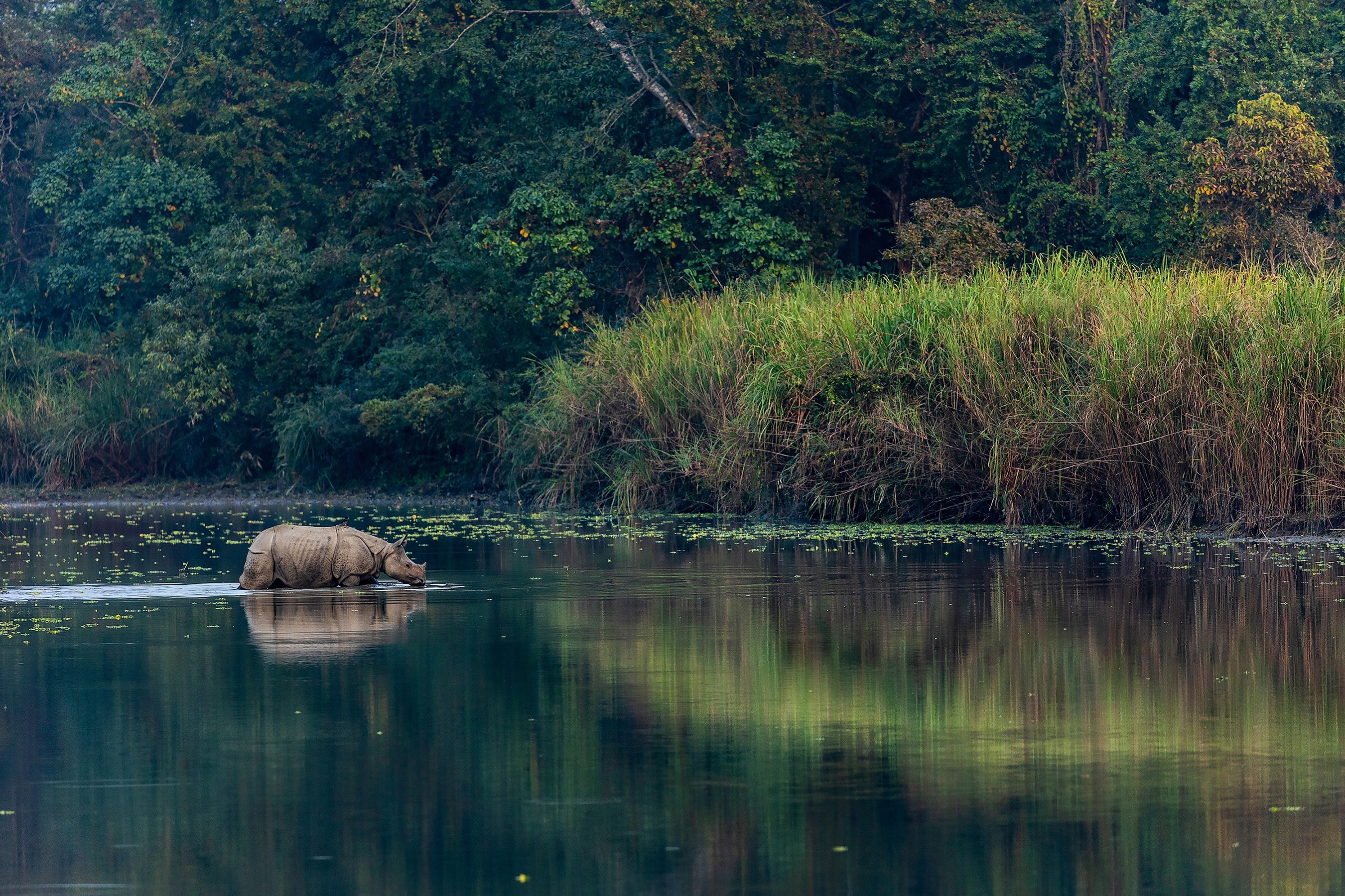 Sumatran Rhino. Credit: Photo: Sactuary Asia Foundation