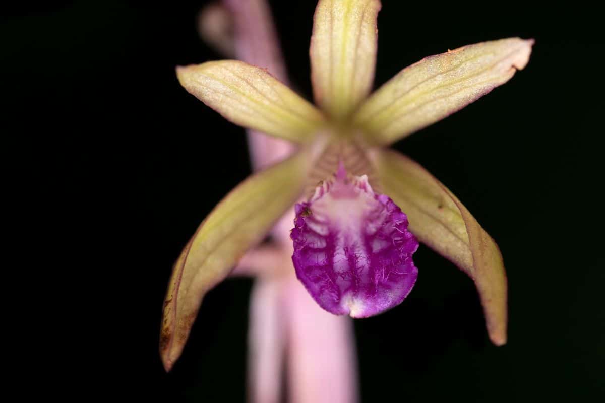 Flora. Credit: Sahyadri Sankalp Society 