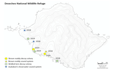 The use of social attraction techniques to restore seabird colonies on Desecheo Island, Puerto Rico