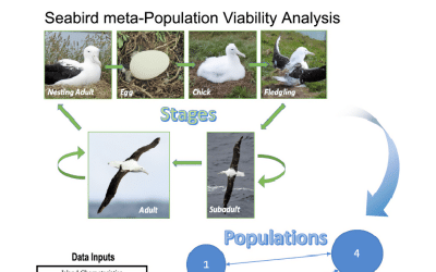 Seabird meta-Population Viability Model (mPVA) methods