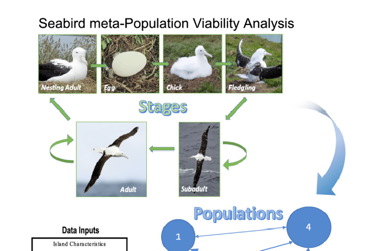 seabird metapopulation graphic