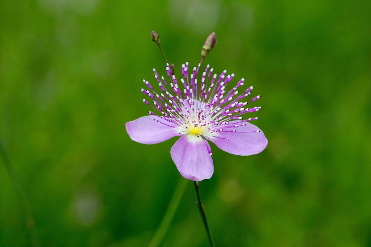 Flora. Credit: Sahyadri Sankalp Society 