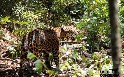 Jaguars, Coffee & Cattle: Is Coexistence Possible?
