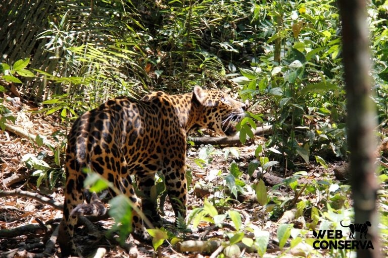 Jaguar. Credit: WebConserva