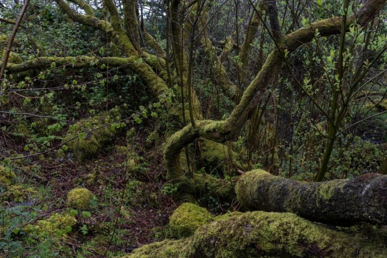 Irish Rainforest credti Paulo Nunes dos Santos for The New York Times.webp