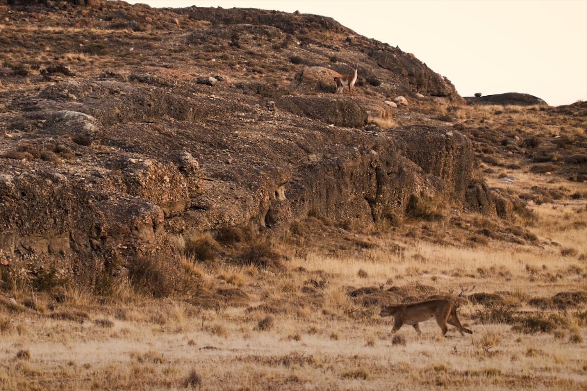 Puma and Guanaco credit Rewilding Chile