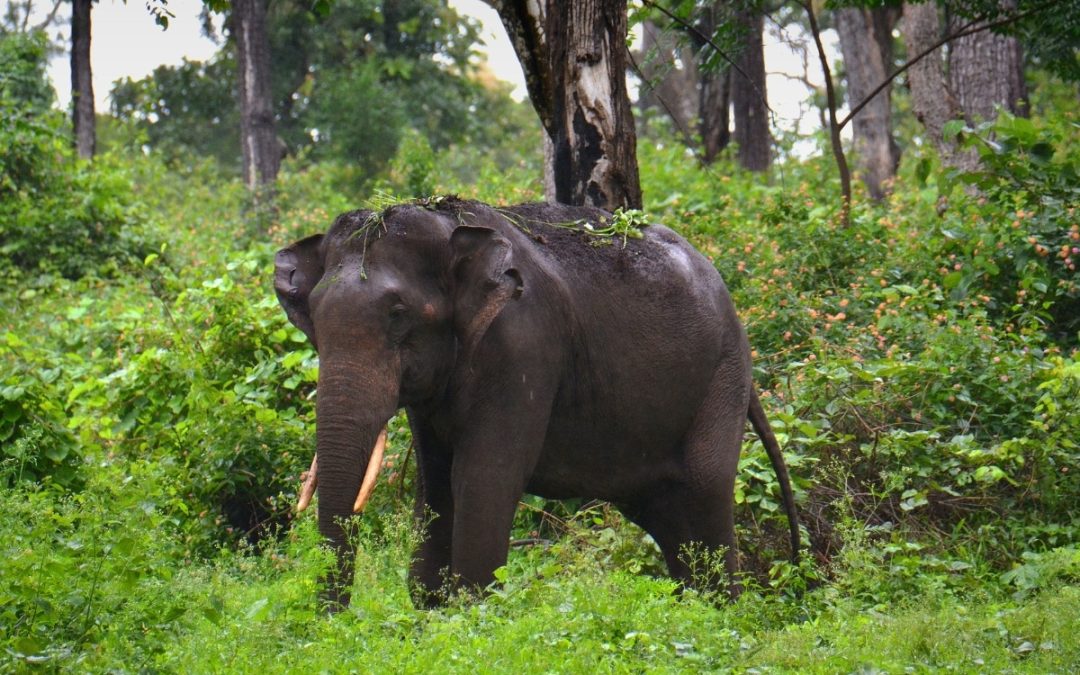 Nature People Network: Rewilding Community-owned Forests in India