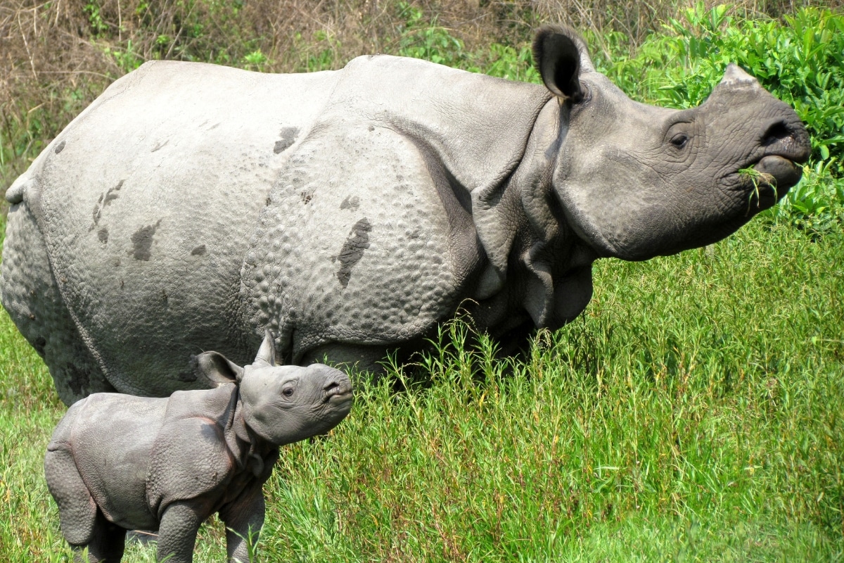 Rhino and calf credit IFAW-WTI copyright