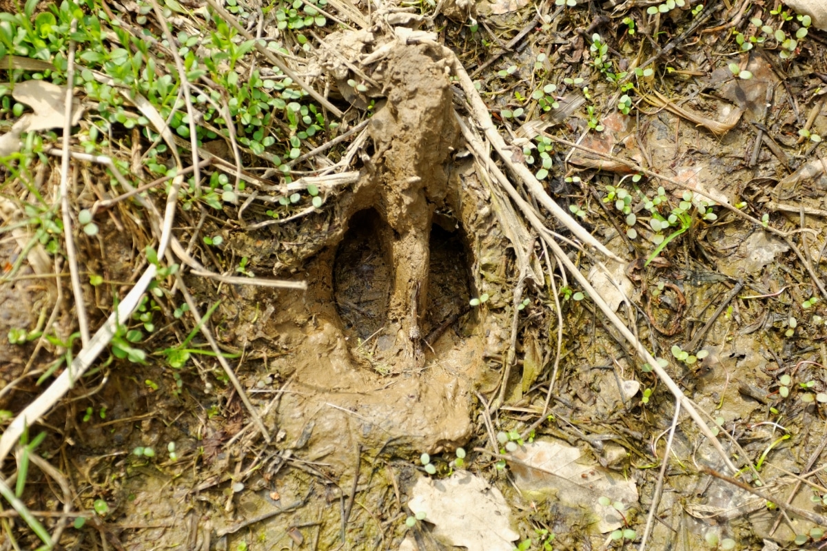 animal tracks in soft mud