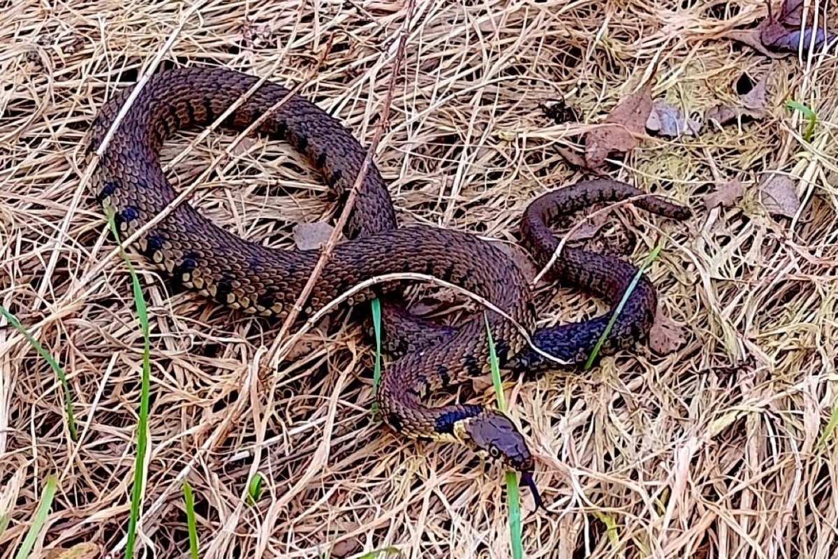 Common snake credit Somerset Wildlands
