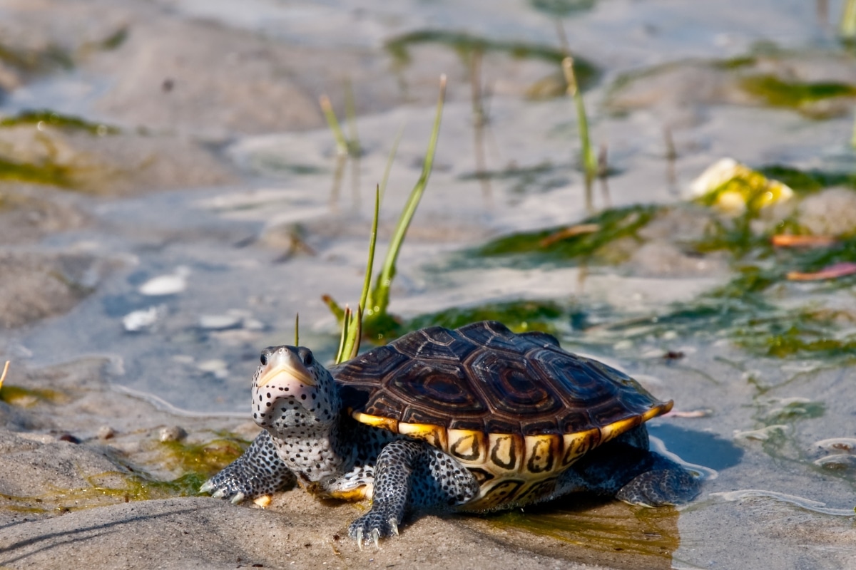 "Terrapin