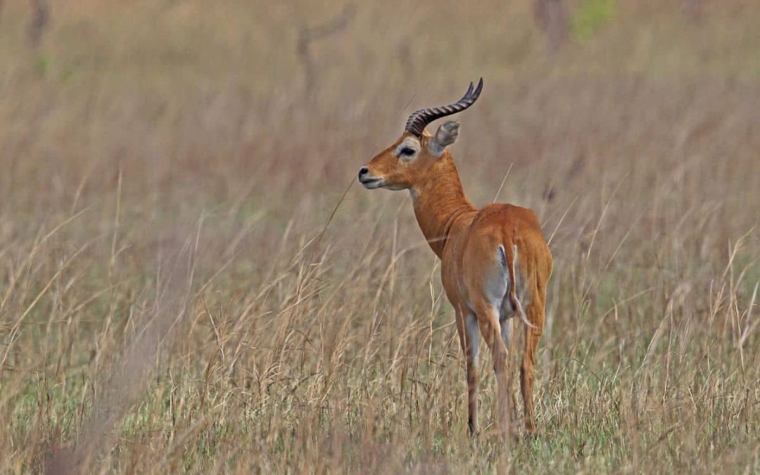 West African Conservation Network: Guardians of the Region’s Wild Heritage