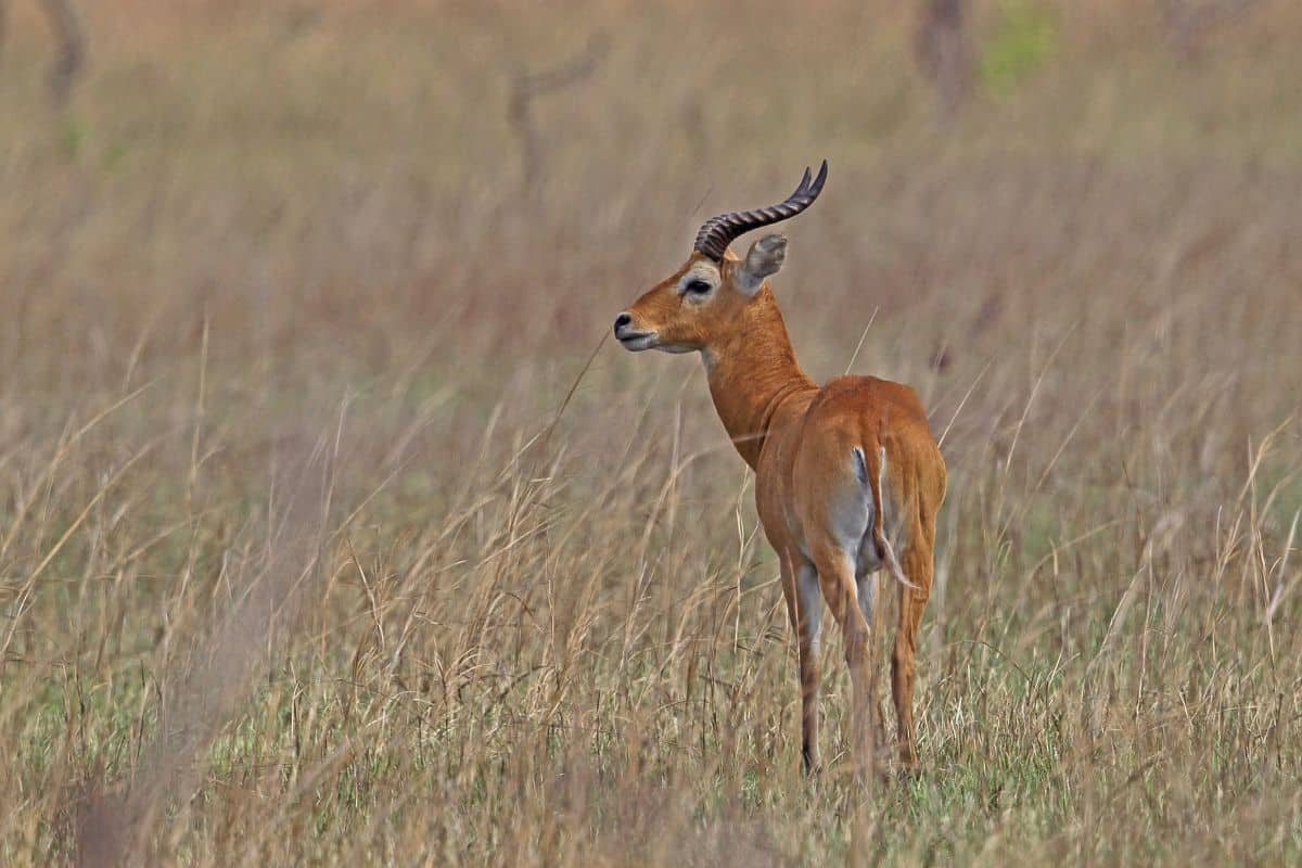 West African Conservation Network: Guardians of the Region’s Wild Heritage