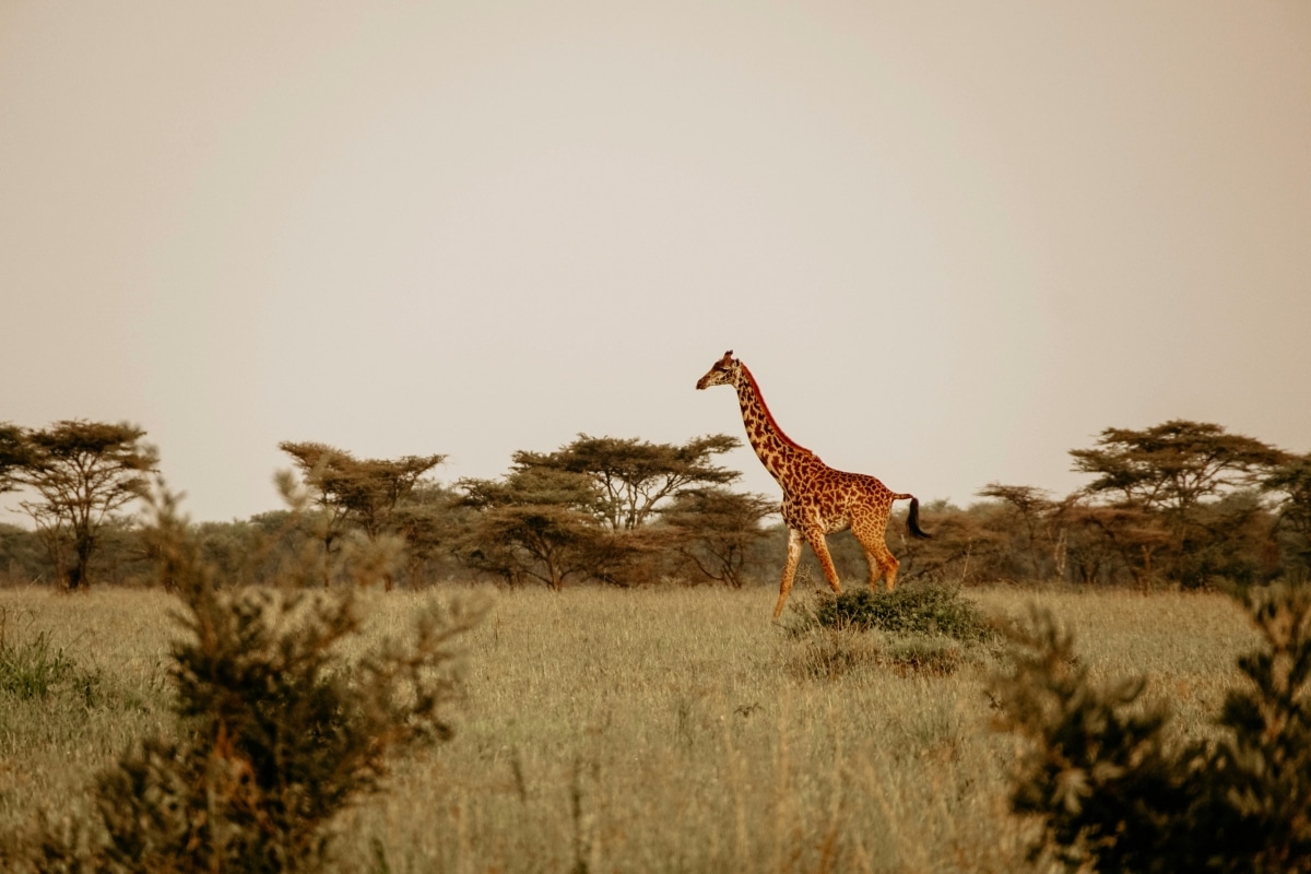 Giraffe Walking in the African Savannah by Eva Purrer from Pexels